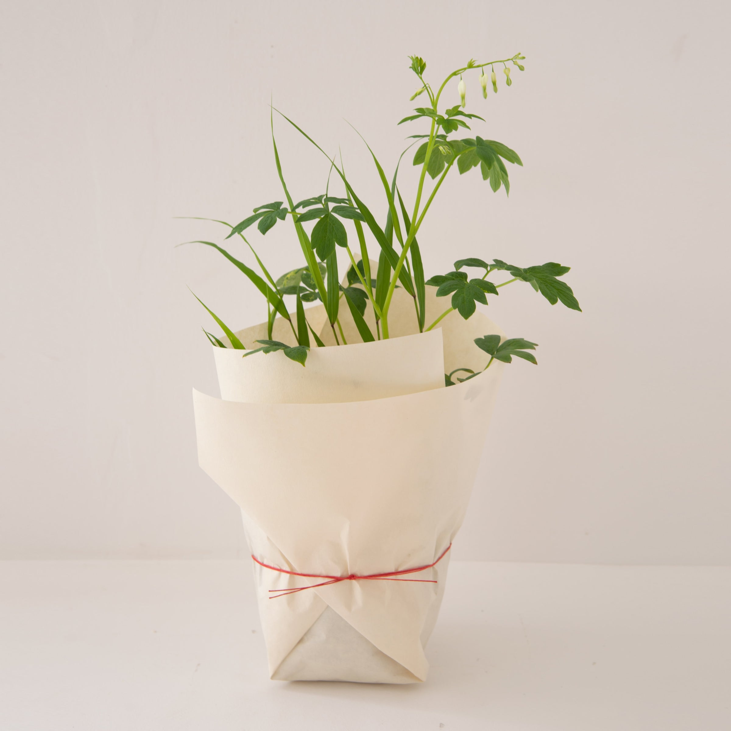 山野草の寄せ植え 小 | 鎌倉 緑青