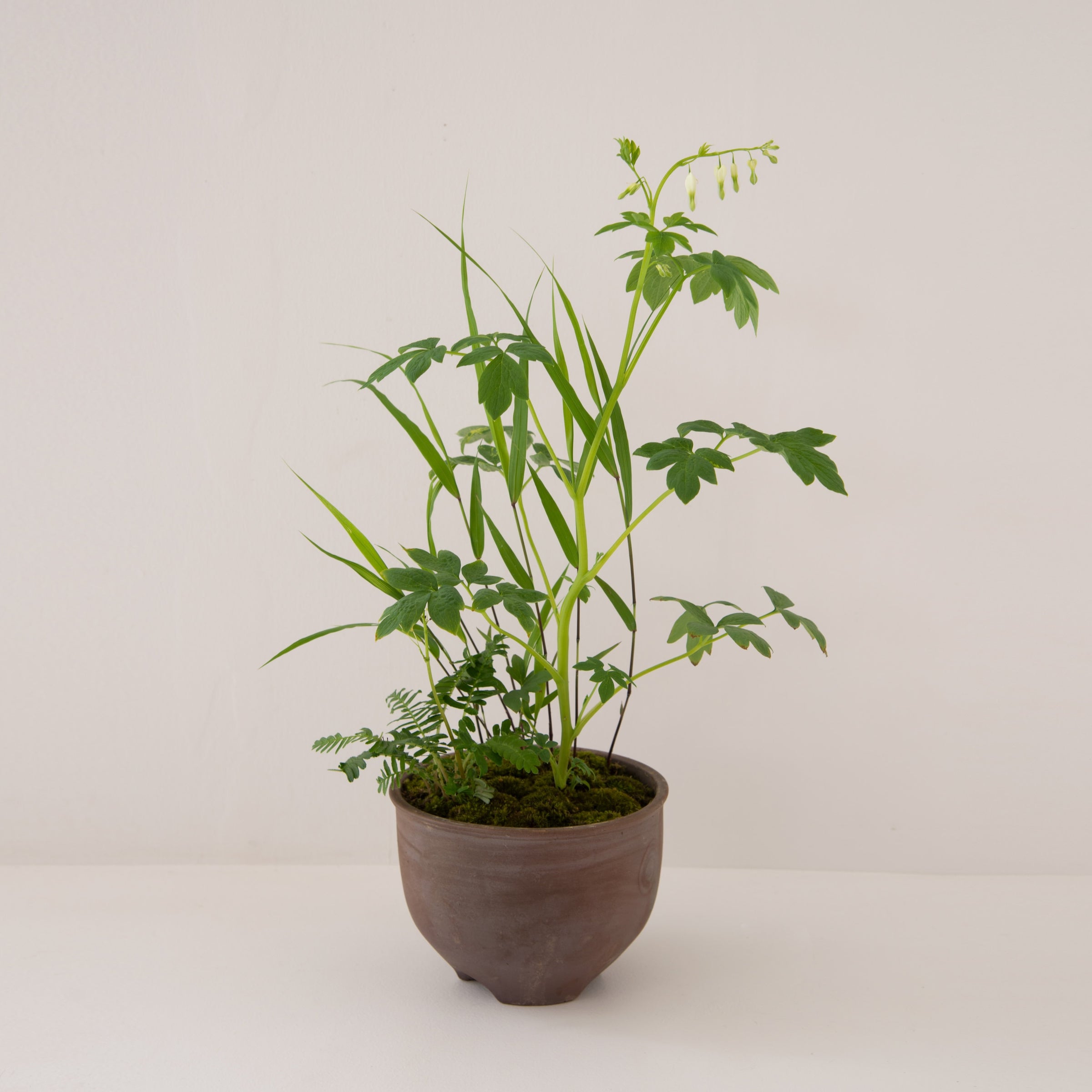 山野草の寄せ植え 小 | 鎌倉 緑青