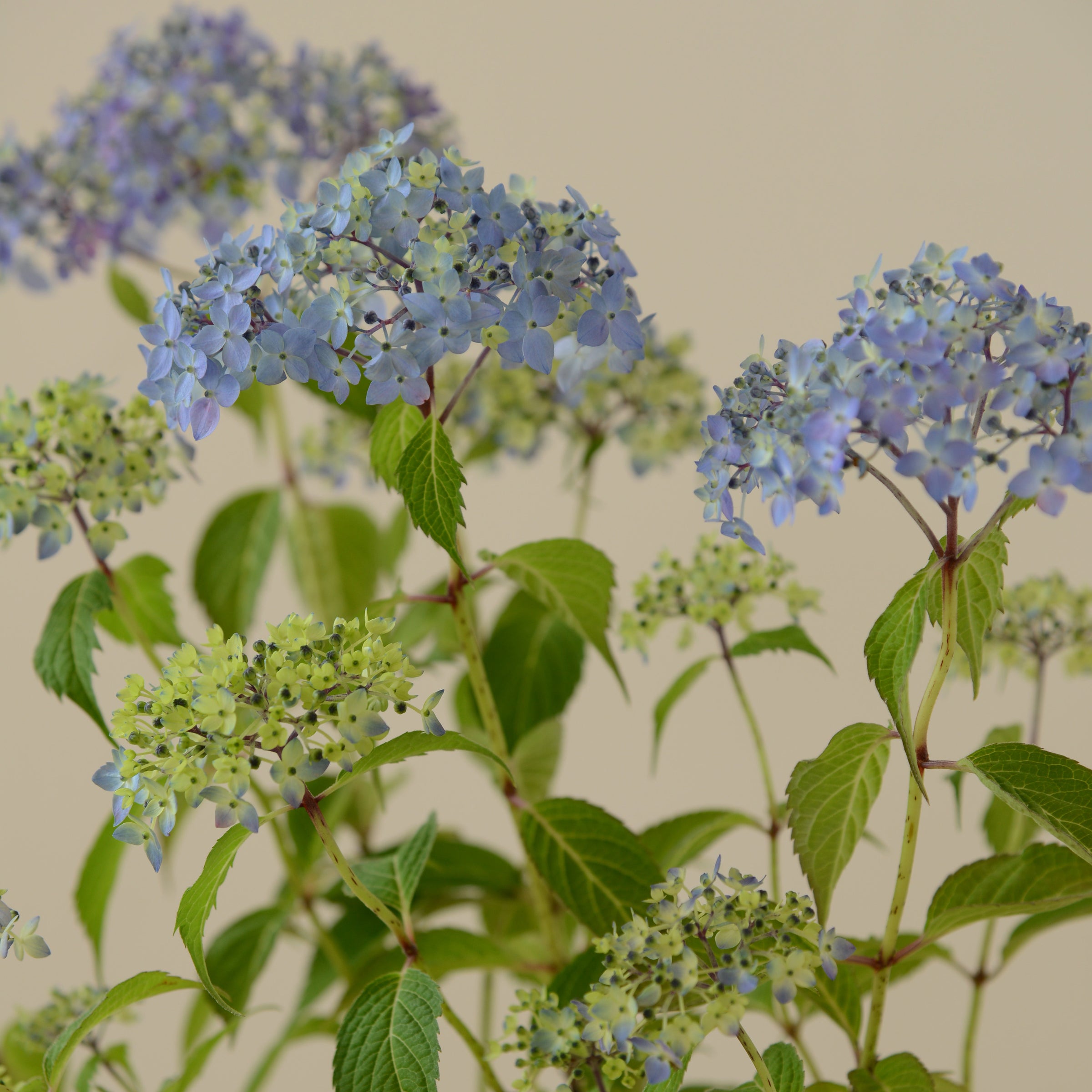季節の贈り物・山紫陽花の鉢植え | 鎌倉 緑青