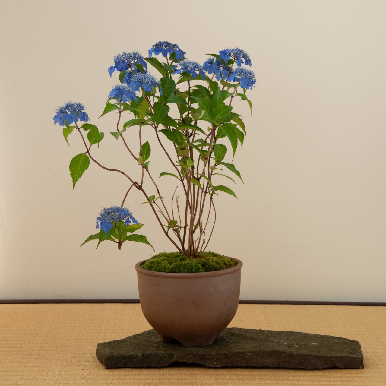 すべての商品 | 鎌倉 緑青