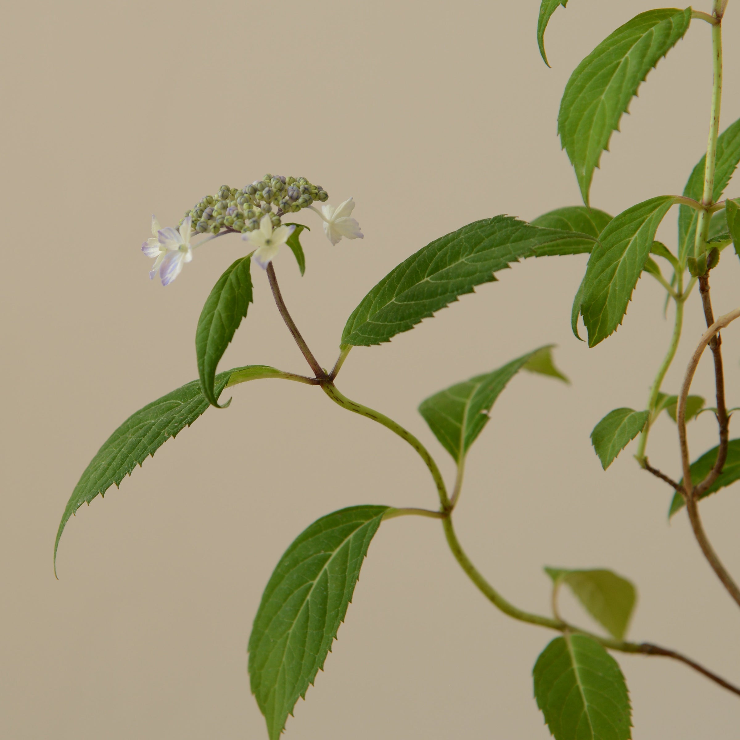 山野草の寄せ植え 小 | 鎌倉 緑青