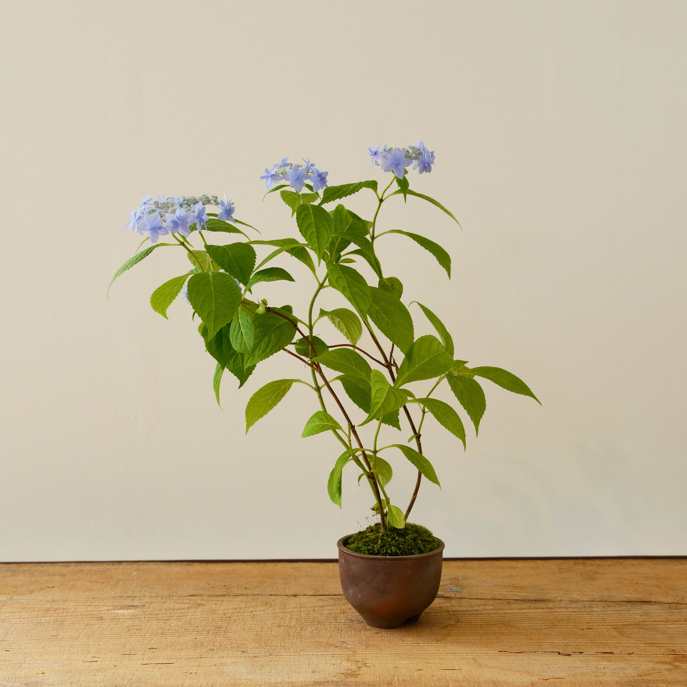 季節の贈り物・山紫陽花の鉢植え | 鎌倉 緑青