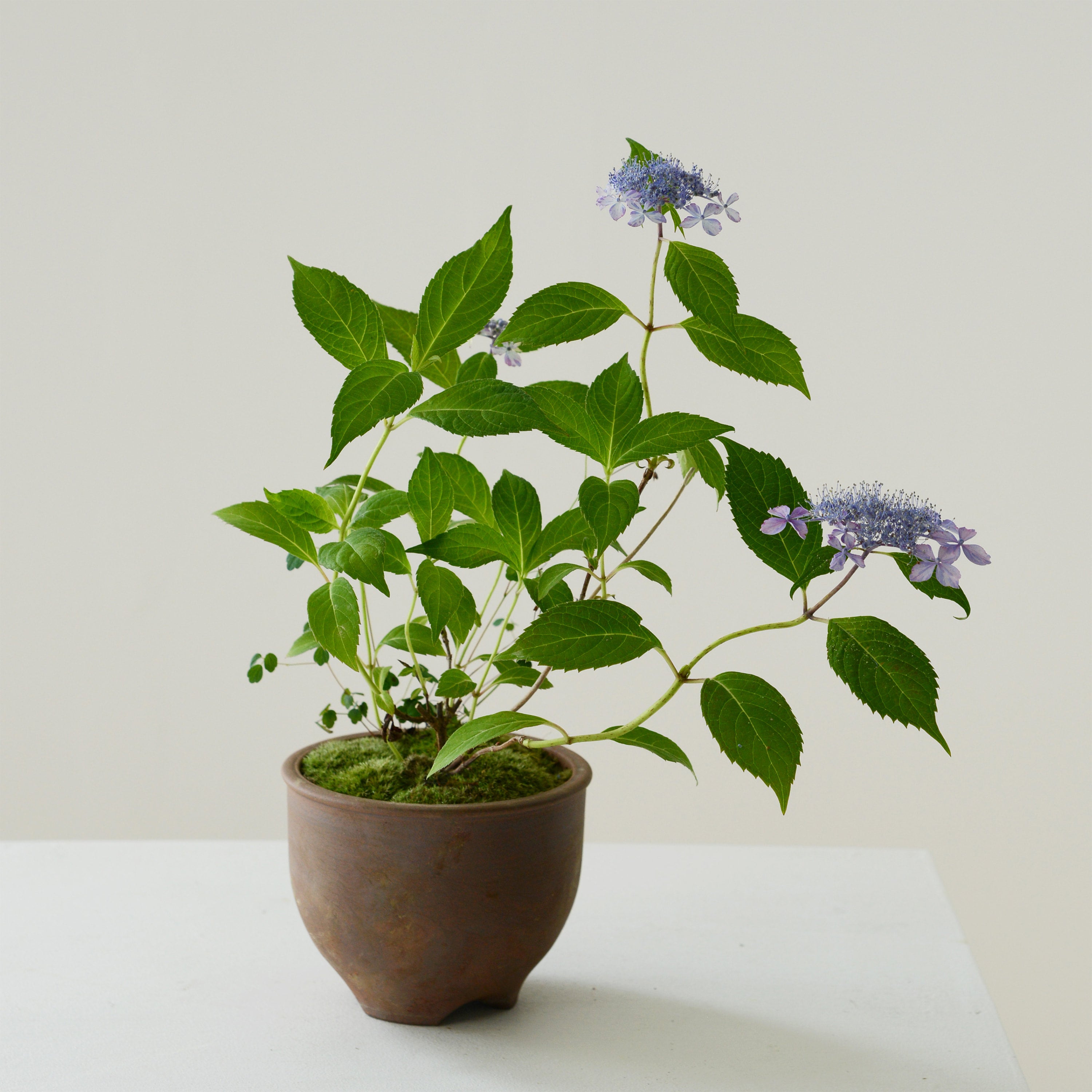 季節の贈り物・山紫陽花の鉢植え | 鎌倉 緑青