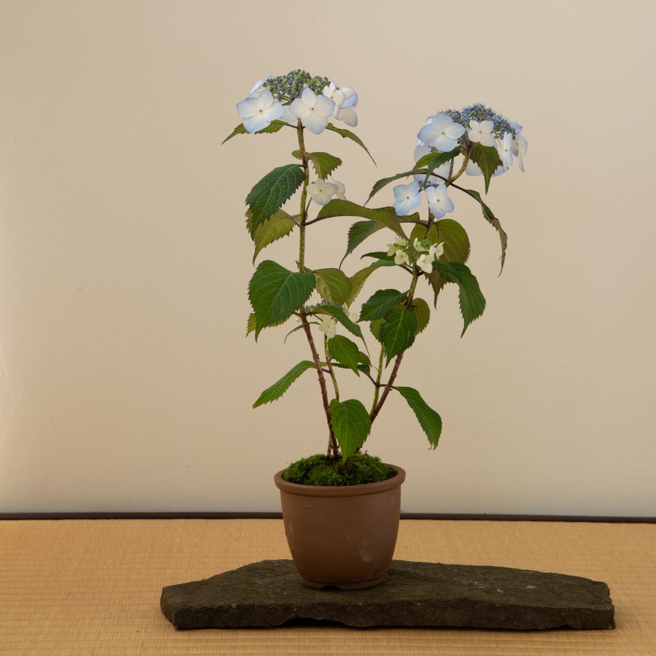 すべての商品 | 鎌倉 緑青