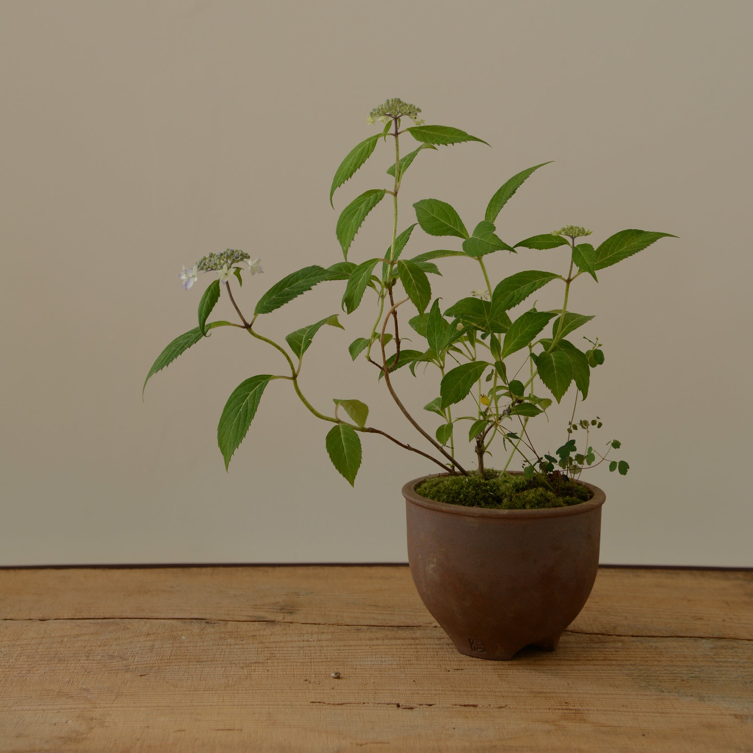 山野草の寄せ植え 小 | 鎌倉 緑青