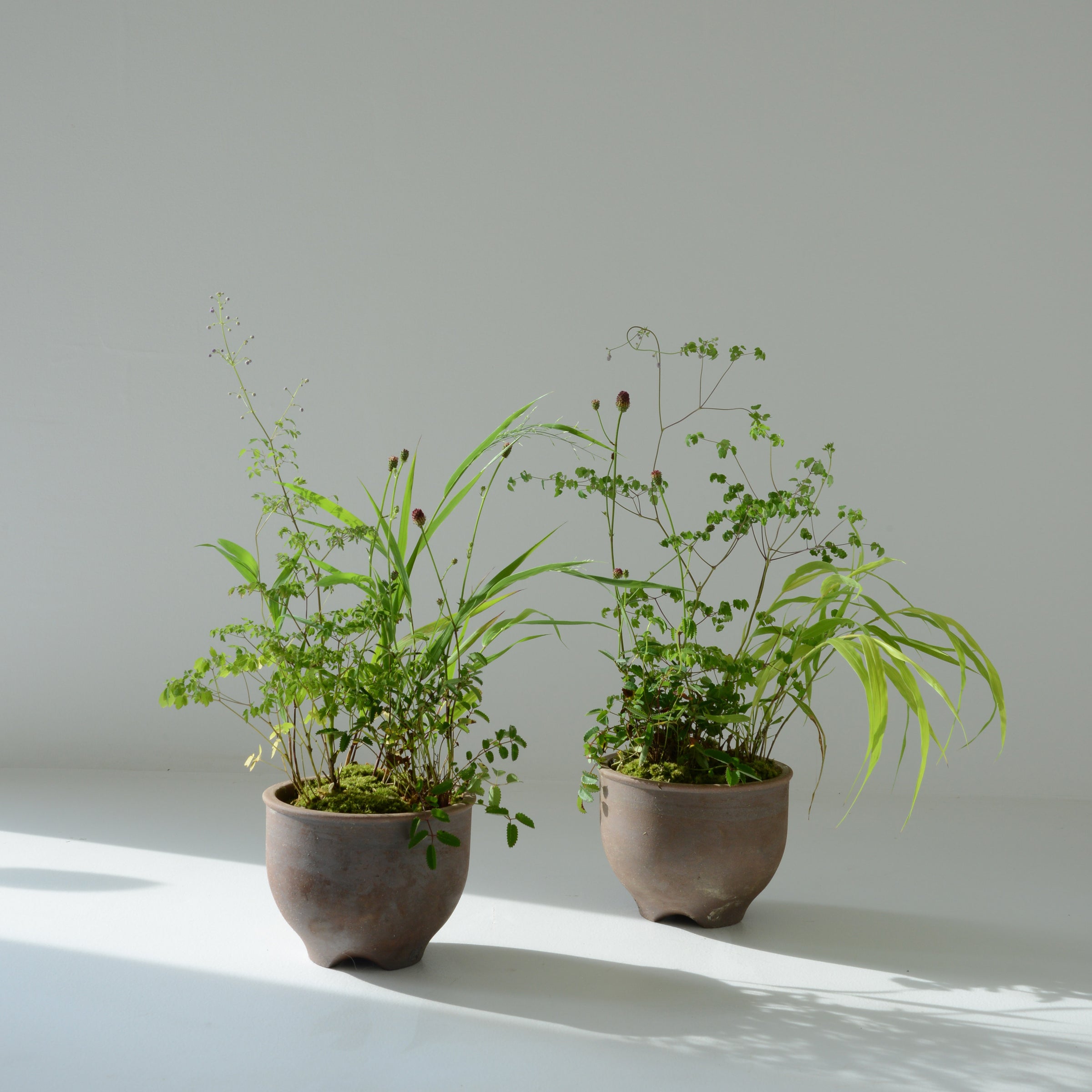 山野草の寄せ植え 小 | 鎌倉 緑青