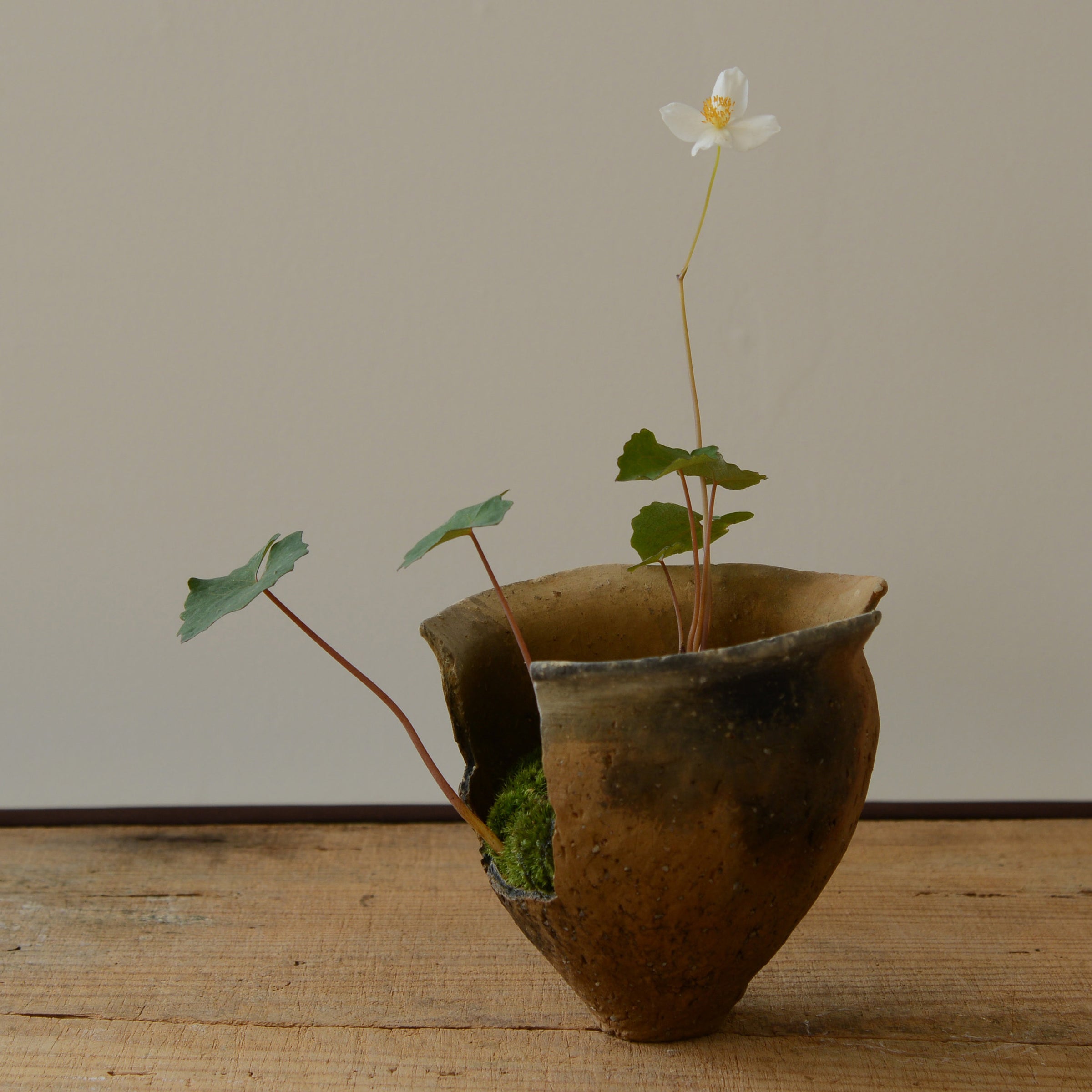 盆栽鉢　桑津香石　絵鉢　菖蒲　山野草　正方形 盆栽鉢 桑津香石 絵鉢 菖蒲 山野草 正方形