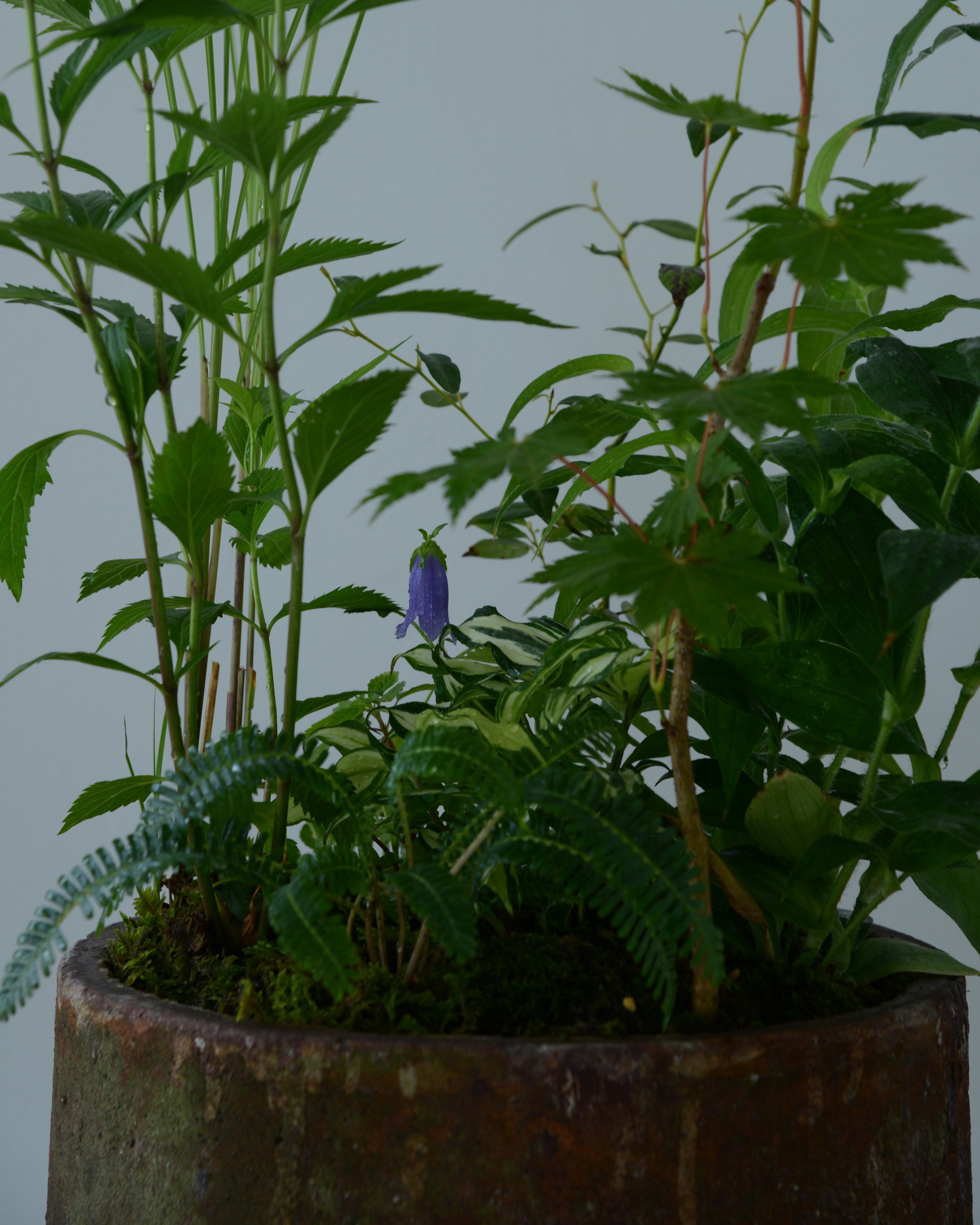 山野草103127｜花、園芸